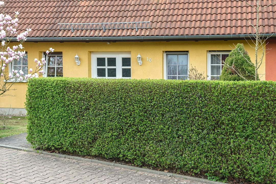 yellow-house-green-hedge-number-16_197ec836-a87e-4004-8656-7c13b5c89c66.jpg